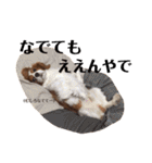 愛犬ジョイの日常（個別スタンプ：32）