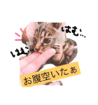 komugi+°（個別スタンプ：2）