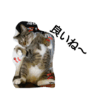 猫屋敷 わさりりあん～④（個別スタンプ：1）