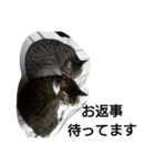 猫屋敷 わさりりあん～④（個別スタンプ：2）