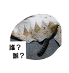 猫屋敷 わさりりあん～④（個別スタンプ：3）