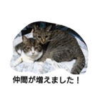 猫屋敷 わさりりあん～④（個別スタンプ：5）