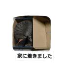 猫屋敷 わさりりあん～④（個別スタンプ：9）