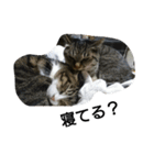 猫屋敷 わさりりあん～④（個別スタンプ：11）