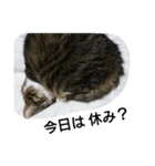 猫屋敷 わさりりあん～④（個別スタンプ：12）