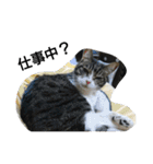 猫屋敷 わさりりあん～④（個別スタンプ：13）