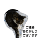 猫屋敷 わさりりあん～④（個別スタンプ：14）