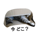 猫屋敷 わさりりあん～④（個別スタンプ：17）