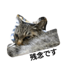 猫屋敷 わさりりあん～④（個別スタンプ：18）