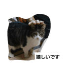 猫屋敷 わさりりあん～④（個別スタンプ：22）