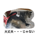猫屋敷 わさりりあん～④（個別スタンプ：24）