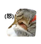 猫屋敷 わさりりあん～④（個別スタンプ：26）