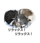 猫屋敷 わさりりあん～④（個別スタンプ：27）