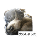 猫屋敷 わさりりあん～④（個別スタンプ：28）