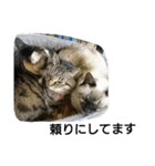 猫屋敷 わさりりあん～④（個別スタンプ：30）