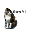 猫屋敷 わさりりあん～④（個別スタンプ：31）