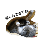 猫屋敷 わさりりあん～④（個別スタンプ：37）
