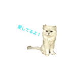 フサネコ3（個別スタンプ：4）