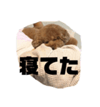 ティッシュんさん（個別スタンプ：3）