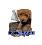 ティッシュんさん（個別スタンプ：5）