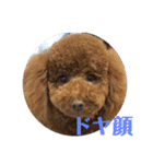 ティッシュんさん（個別スタンプ：16）