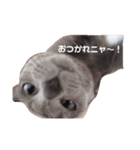 かなちゃん家のお猫さま No.2（個別スタンプ：1）