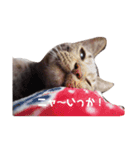 かなちゃん家のお猫さま No.2（個別スタンプ：2）