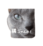 かなちゃん家のお猫さま No.2（個別スタンプ：3）