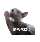 かなちゃん家のお猫さま No.2（個別スタンプ：6）