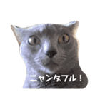 かなちゃん家のお猫さま No.2（個別スタンプ：7）