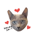 かなちゃん家のお猫さま No.2（個別スタンプ：8）