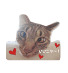かなちゃん家のお猫さま No.2（個別スタンプ：9）