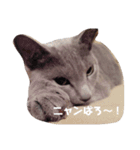 かなちゃん家のお猫さま No.2（個別スタンプ：13）