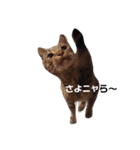 かなちゃん家のお猫さま No.2（個別スタンプ：14）
