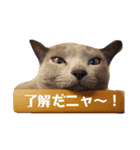 かなちゃん家のお猫さま No.2（個別スタンプ：15）