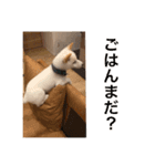 柴犬 福 桃 2（個別スタンプ：1）