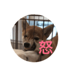 柴犬 福 桃 2（個別スタンプ：2）