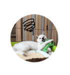 柴犬 福 桃 2（個別スタンプ：3）