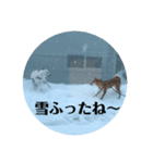 柴犬 福 桃 2（個別スタンプ：4）