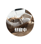 柴犬 福 桃 2（個別スタンプ：6）