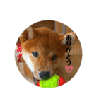 柴犬 福 桃 2（個別スタンプ：7）