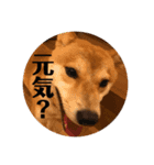 柴犬 福 桃 2（個別スタンプ：8）