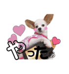 ハナのスタンプ第二弾！（個別スタンプ：14）