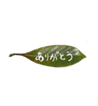 葉っぱの手紙（個別スタンプ：5）