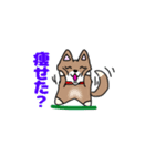 柴犬ガウガウちゃんねる3（個別スタンプ：14）