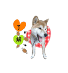 うちの愛犬しばいぬくん（個別スタンプ：1）