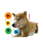 うちの愛犬しばいぬくん（個別スタンプ：2）