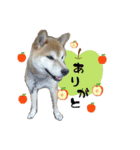 うちの愛犬しばいぬくん（個別スタンプ：3）