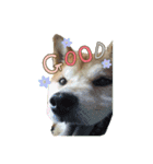 うちの愛犬しばいぬくん（個別スタンプ：6）