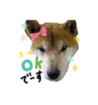 うちの愛犬しばいぬくん（個別スタンプ：9）